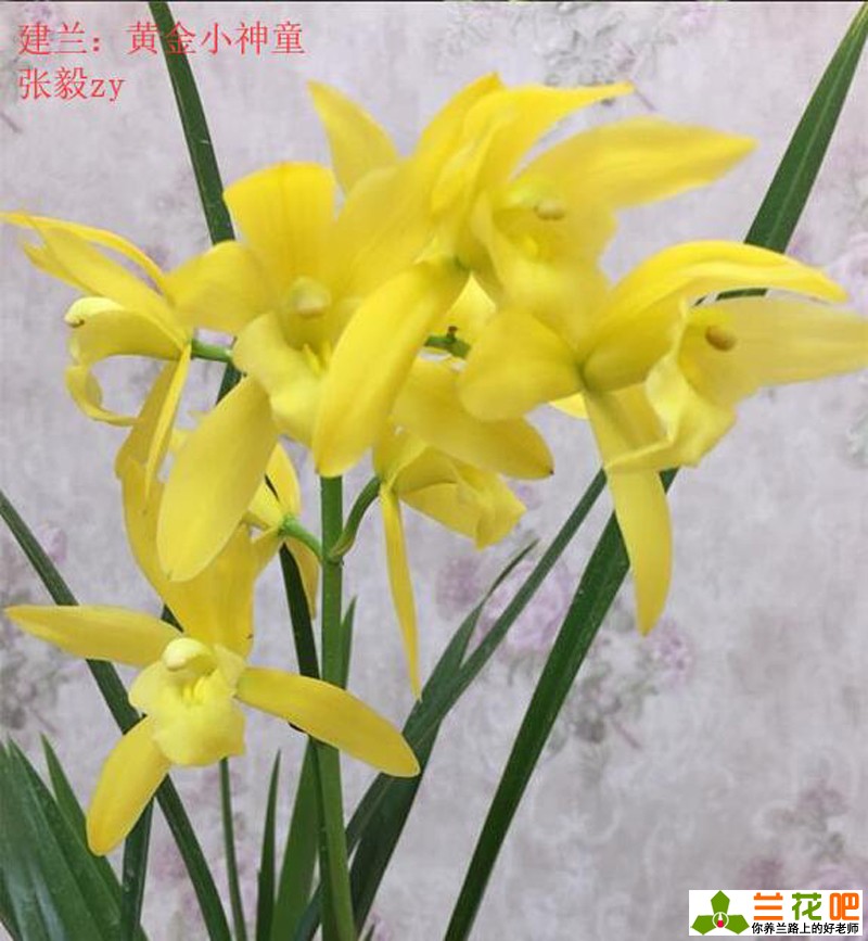 古今养兰经典,养兰秘诀