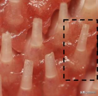 猫咪舌头上的“倒刺”其实是吸管？