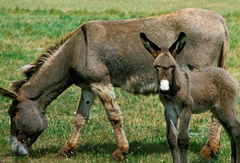 养驴场赚钱吗,养驴行业赚不赚钱