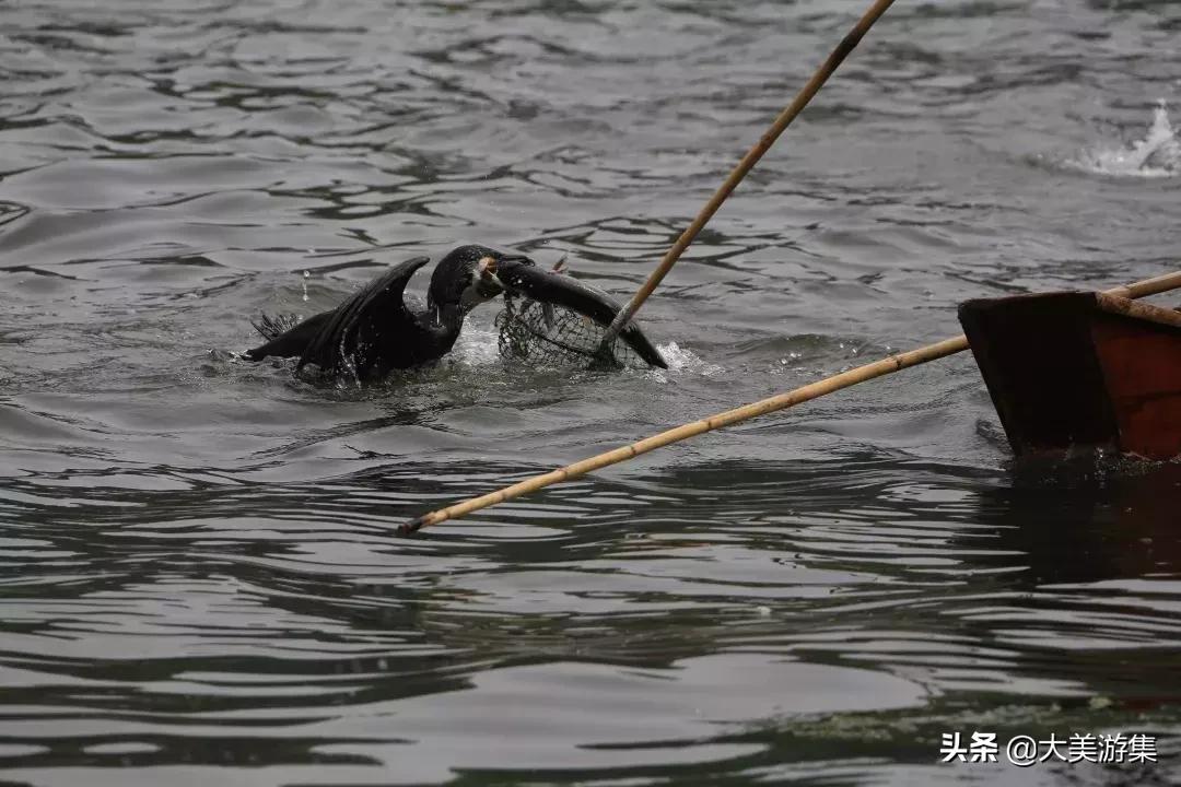 浍沟镇鸬鹚文化节,灵璧鸬鹚捕鱼节