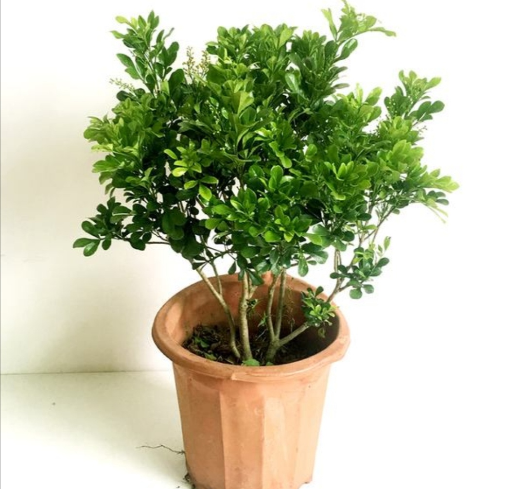 米兰只打骨朵不开花是什么原因,米兰开花苞不开花