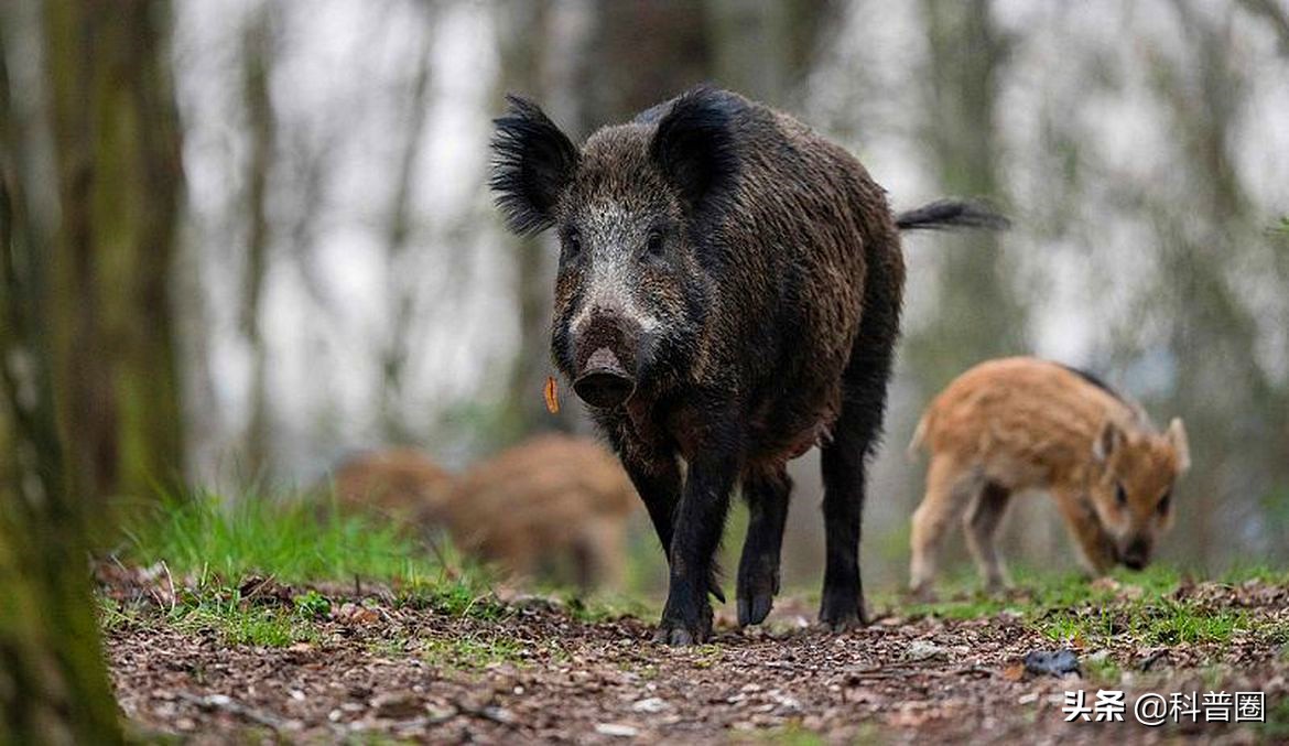 为啥野猪泛滥成灾还要保护,中国野猪数量高达百万