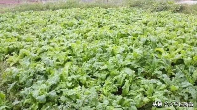 师陶圣地,育才摇篮,近七年数据深度剖析,祝中考学子乘风破浪