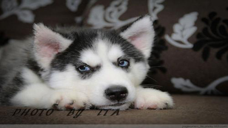 挑选哈士奇性格,挑选哈士奇幼犬技巧