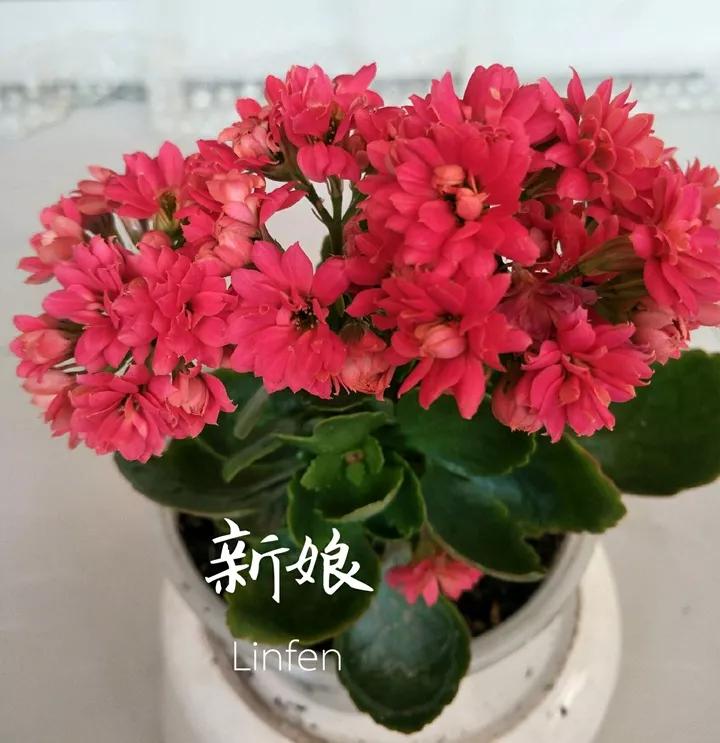 长寿花，寓意好、开花漂亮，花期长，品种多达300个