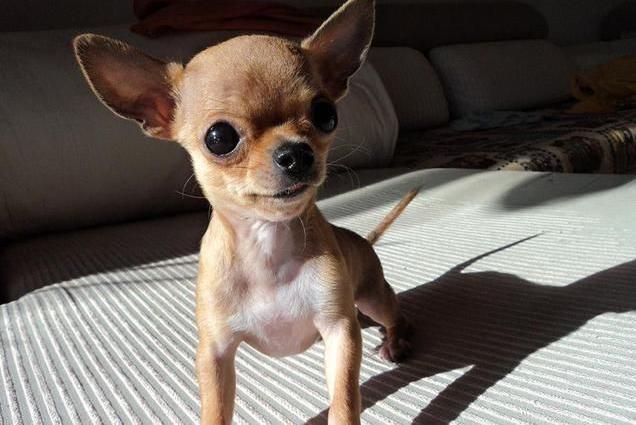 喜欢咬人的十大狗狗,咬人的宠物狗可以养吗