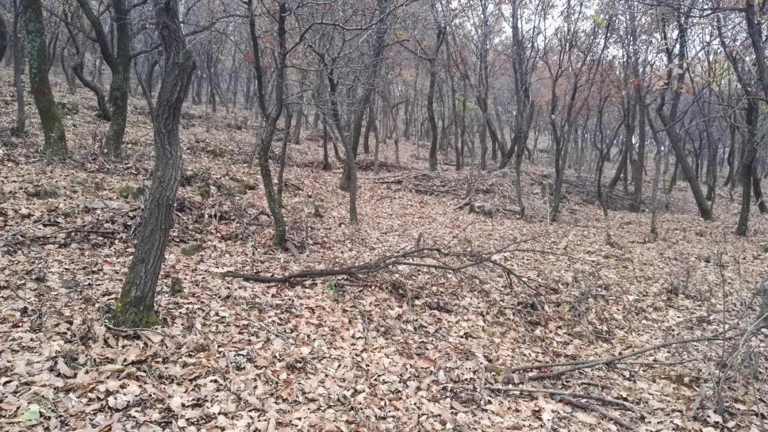 树木由来,树木从远古到现在