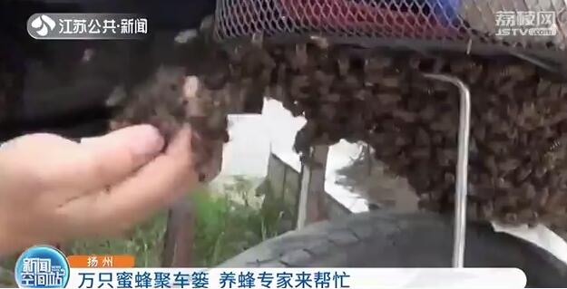 头皮发麻！万只蜜蜂聚集自行车篓专家“一窝蜂”全收