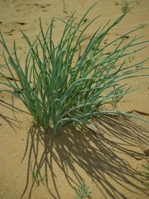 春天的野菜真好吃,时令野菜味道好极了