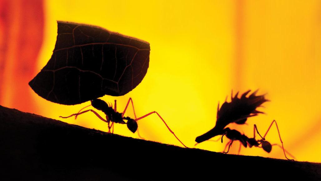 这里是蚂蚁农场，我种田的地方！