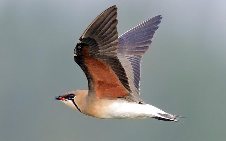 东江揽胜,惠州淡水常见鸟类图谱