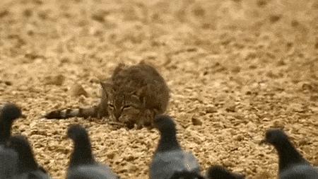 猫步怎么走八字步,猫步的基本动作图片