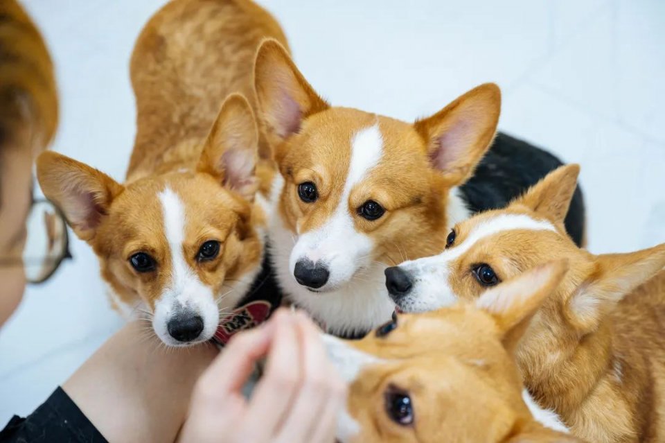 吸屁屁,短腿大耳肉嘟嘟,这家店进去就出不来了…