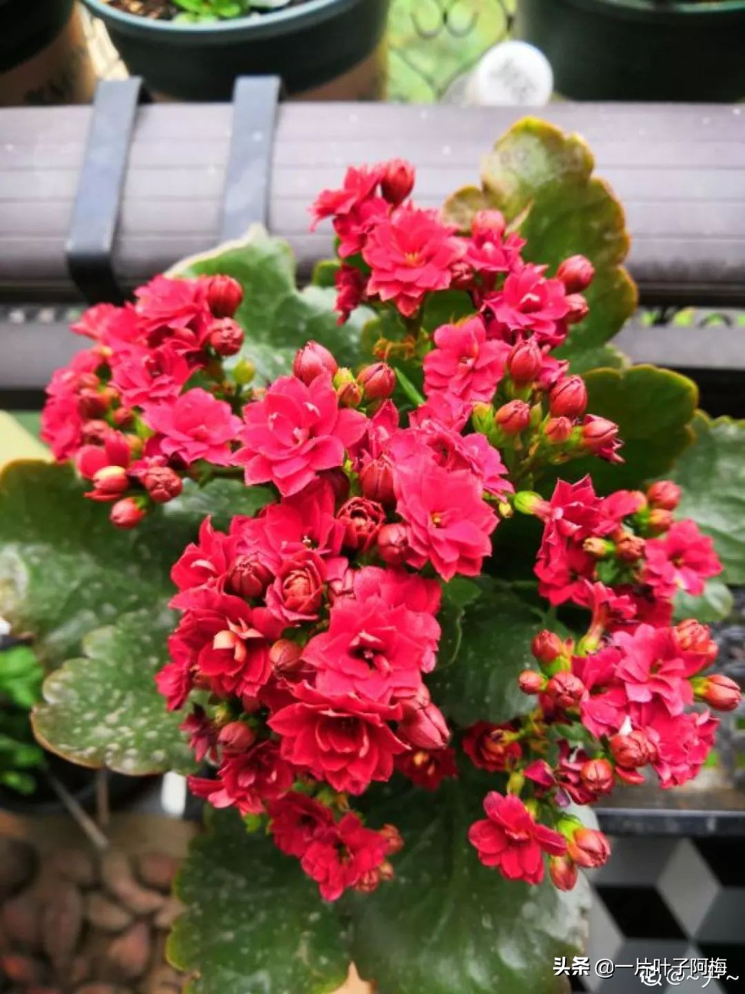 自制养花水配方除臭,养花自制10种消毒水不招虫不烂根