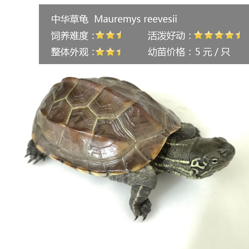 新手养龟买多大龟比较好养,新手养龟哪种龟最好养