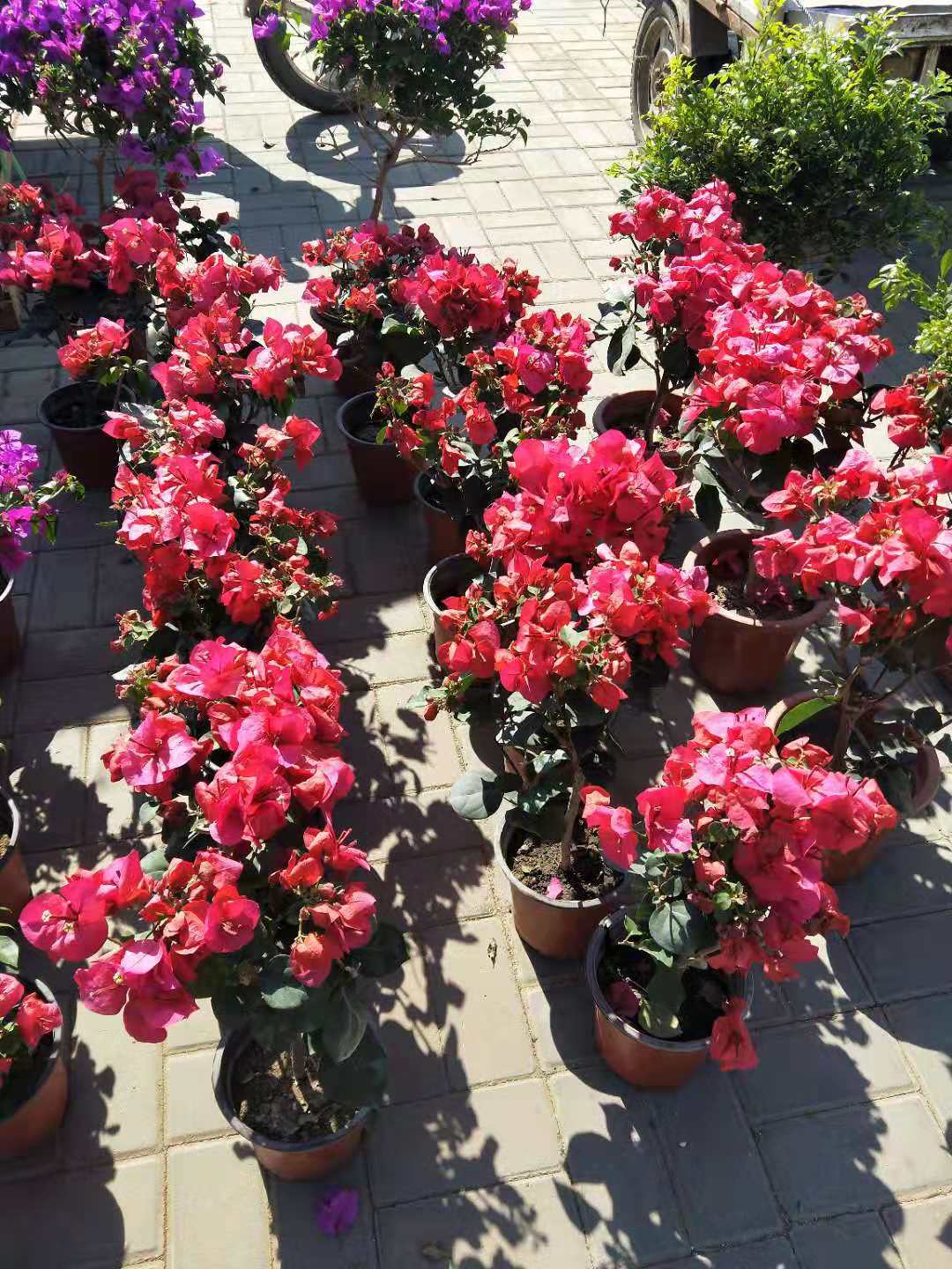 天津哪里有多肉卖,天津市多肉植物基地在哪里