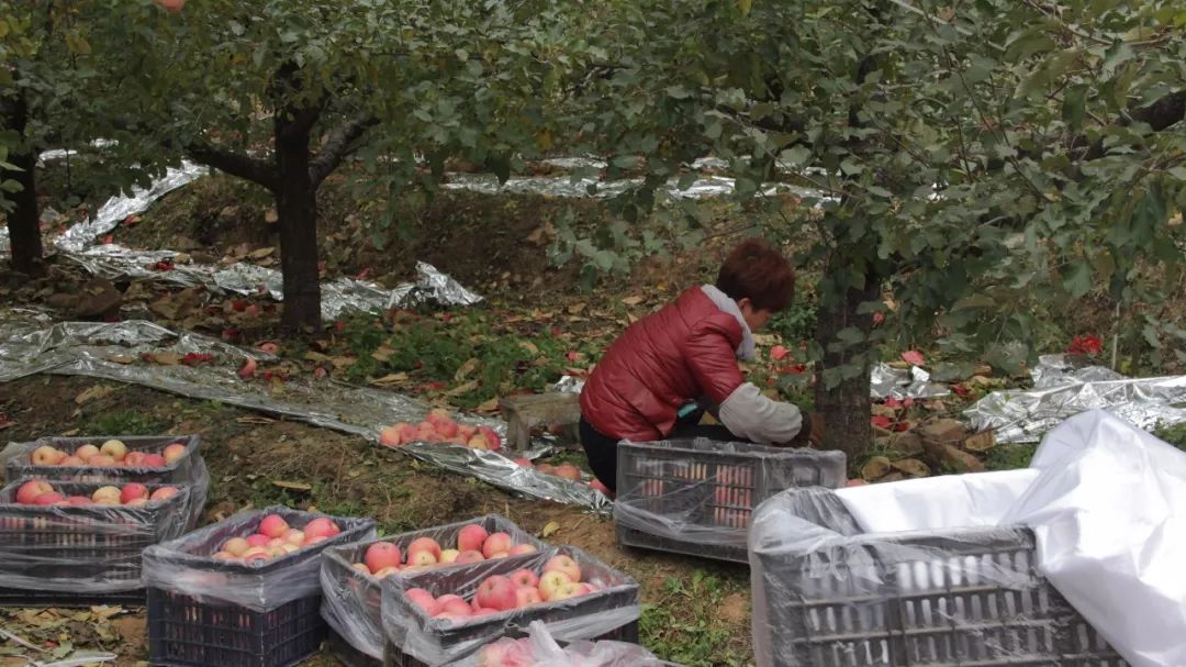 遵化优质苹果,墙裂安利最好看的剧