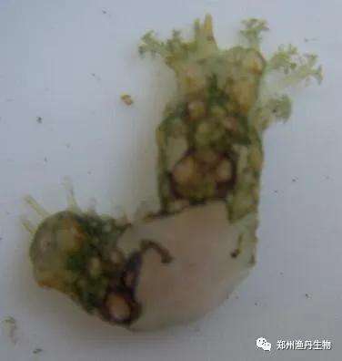 海参腐皮综合症症状及防治技术