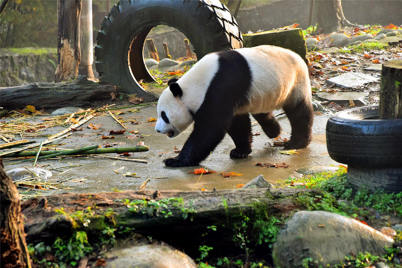 置身于童话中的九寨沟,畅游人间仙境黄龙九寨沟七日游