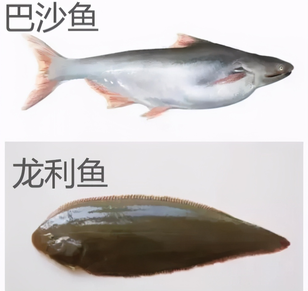 七种鱼不适合宝宝吃,不建议给宝宝吃的鱼类清单