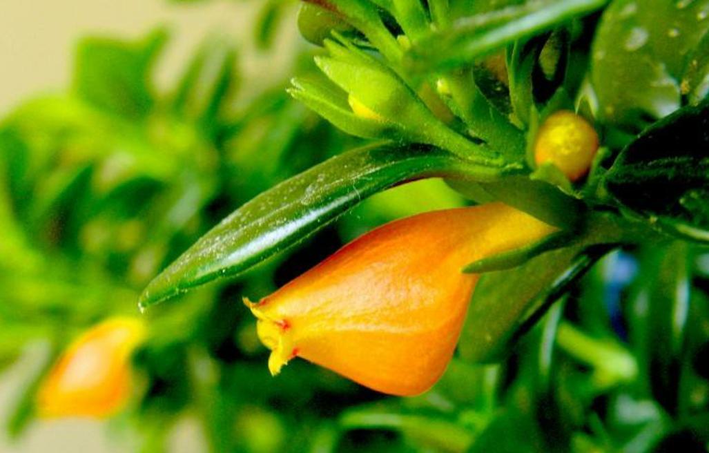 金鱼吊兰立冬怎样剪枝冬天能开花,金鱼吊兰什么时候开花不能移植