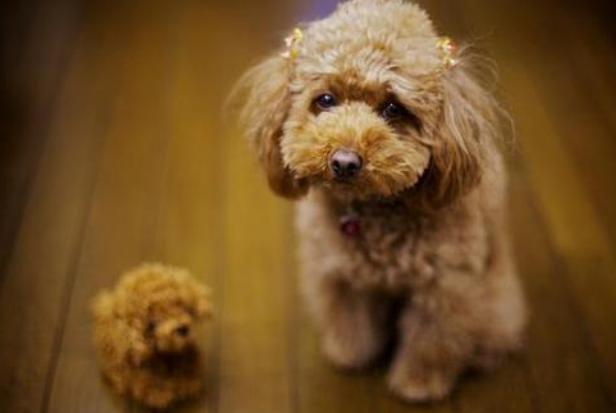 泰迪和比熊犬哪个更好养,泰迪犬和比熊犬哪个好养