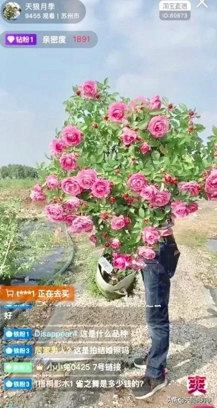 天狼月季起源,天狼月季是做什么的