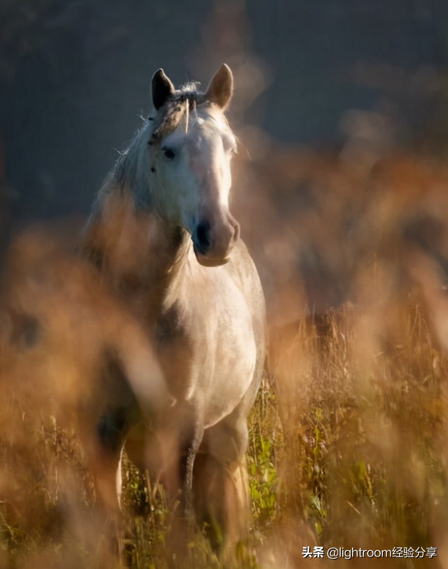 聚焦拍摄怎么弄,选择性聚焦电影片段