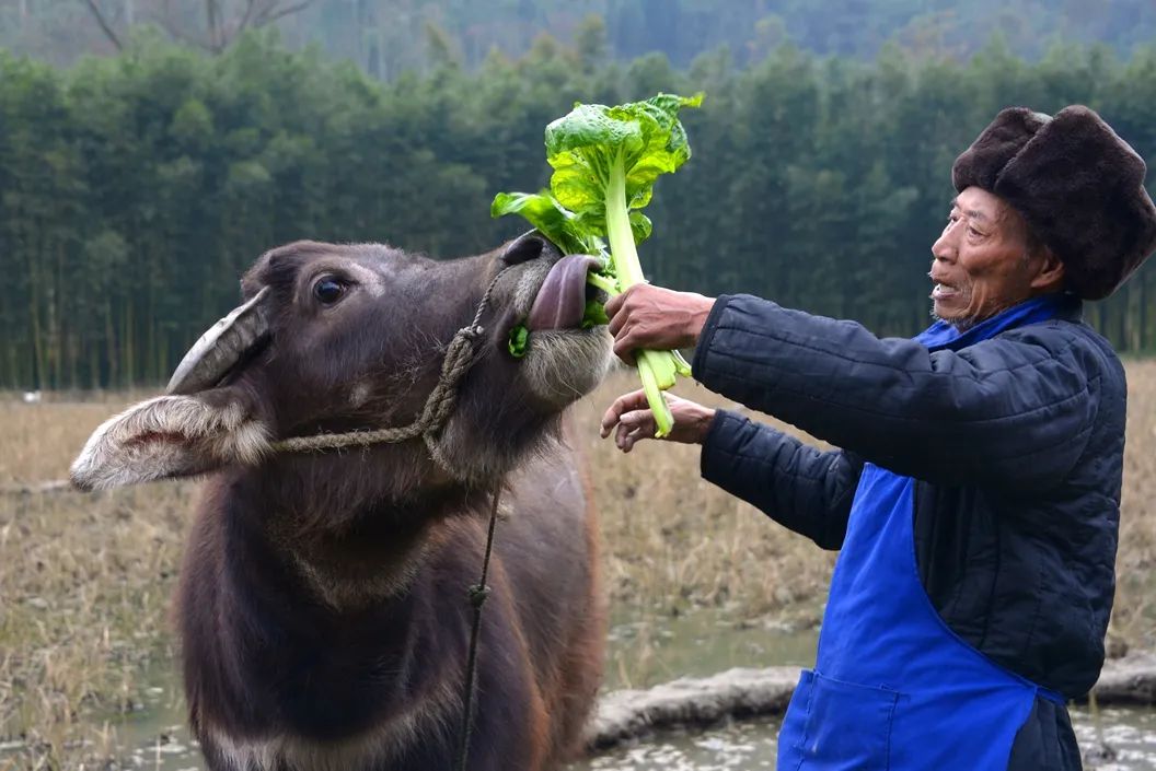 我的景顺爷爷（文/韩春旭　编辑、组图/书中浪子 ）