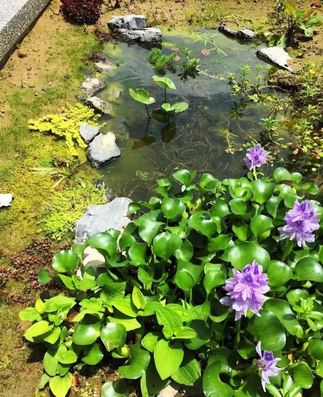 鱼池如何改造成花池,花池改鱼池如何做过滤