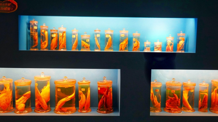 南浔不仅仅只有古镇，带你去玩不一样的南浔