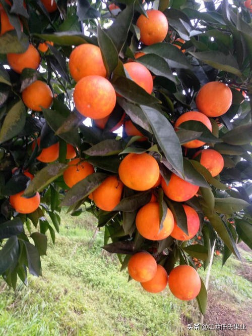 唯一含花青素的血橙,血橙里面红色的果肉是花青素