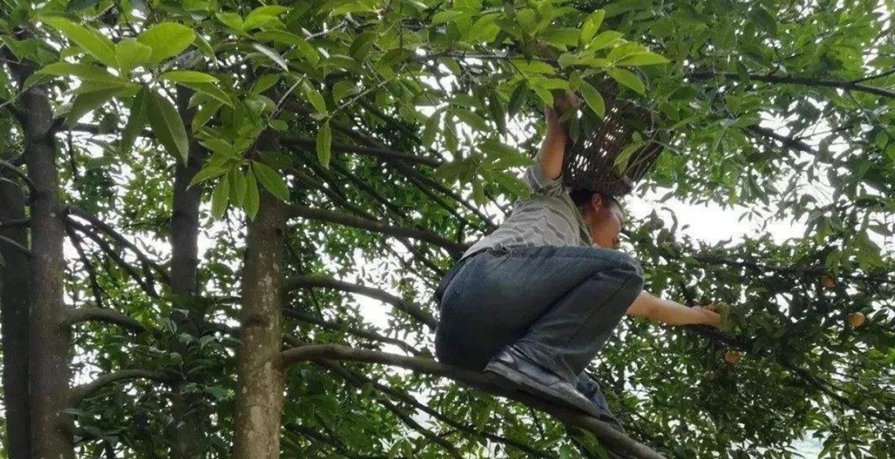 国内还没规模种植，全靠进口供应，如今却沦落地摊，10元3斤