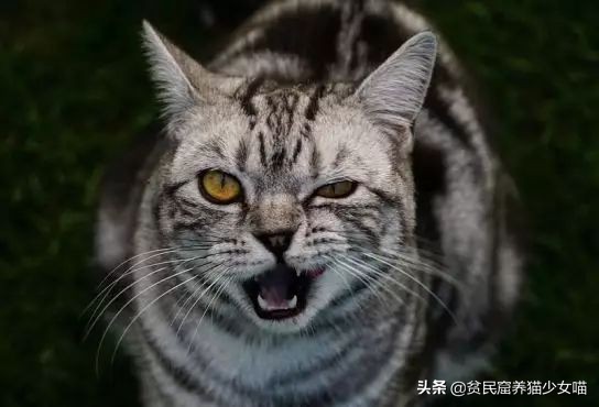 猫为什么会胡子长,辟谣猫弓形虫