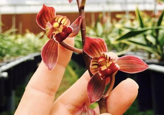 带金边的墨兰开花图片,金边兰花都有什么颜色的花