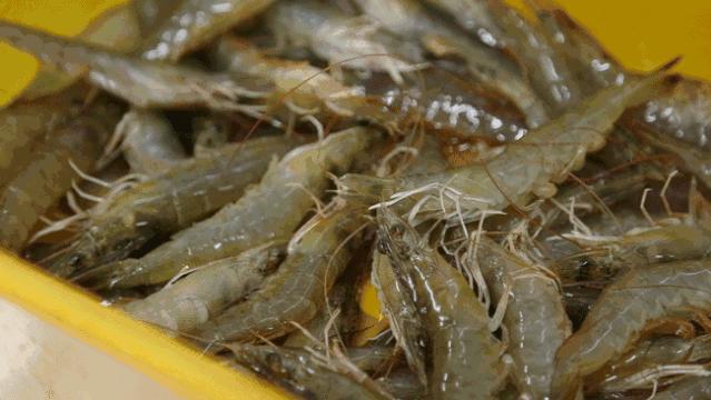 南美白虾虾仁,又白又嫩水晶虾仁