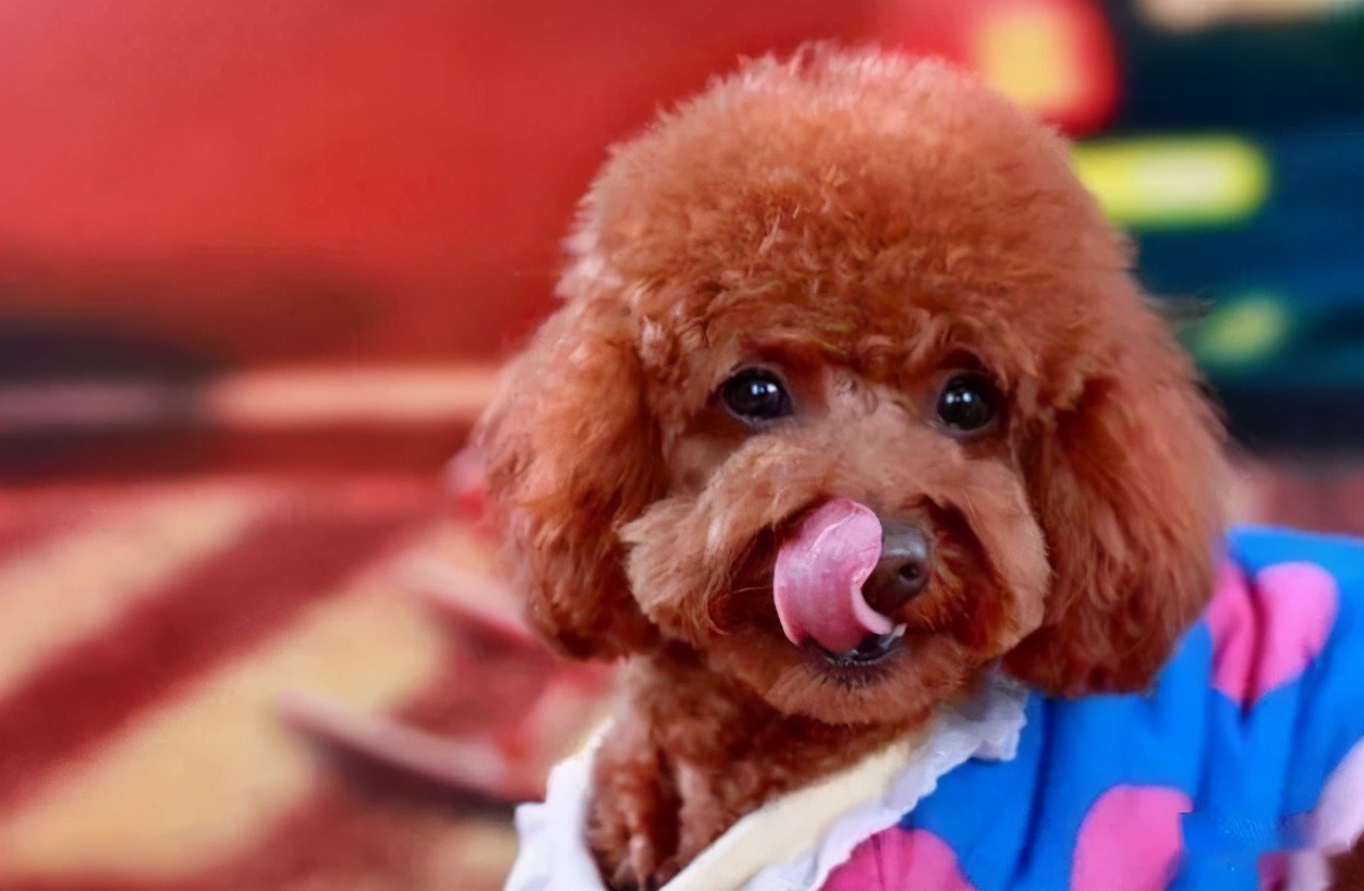 泰迪舔这几个地方是告诉你，有事要发生了