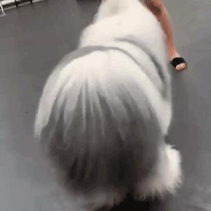 为抢玩具狗子跳起电臀舞！这么搞笑的屁屁可以看一年