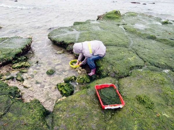海苔、紫菜、裙带菜,是同一种东西吗?中国哪里的海菜最好吃?