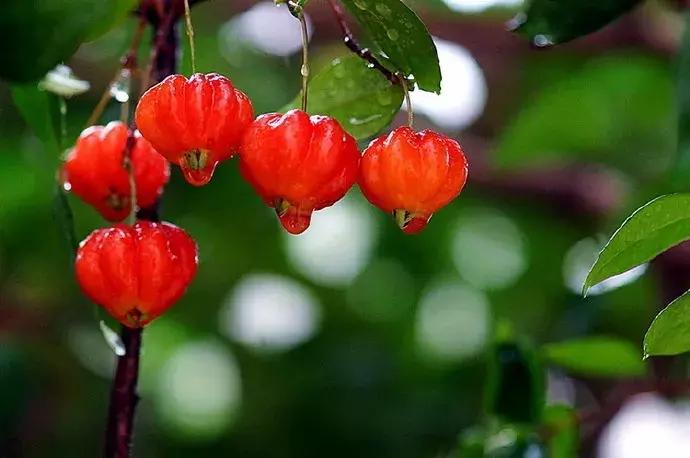 90斤的超大南瓜,迷你南瓜一个多少斤