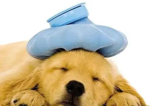 通过便便观察动物的健康,怎么判断宠物大便是否正常