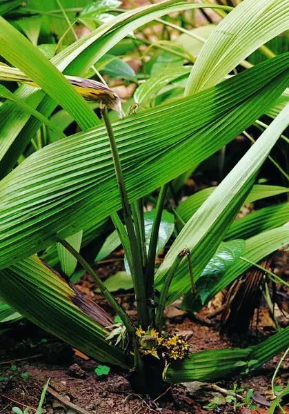 100种常见观叶植物图鉴史上最全,农村常见的100种植物
