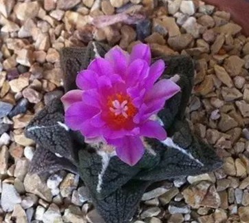 “常年丑貌君不问，一日花红万户惊”——仙人掌的产地及精品赏析