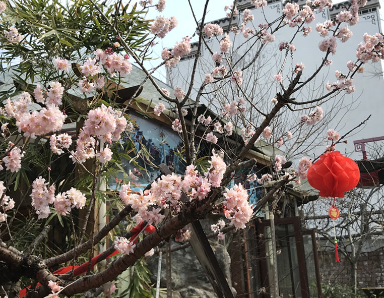 春至牛首，世凹春妆，画中徜徉，处处诗章-游南京江宁世凹桃源