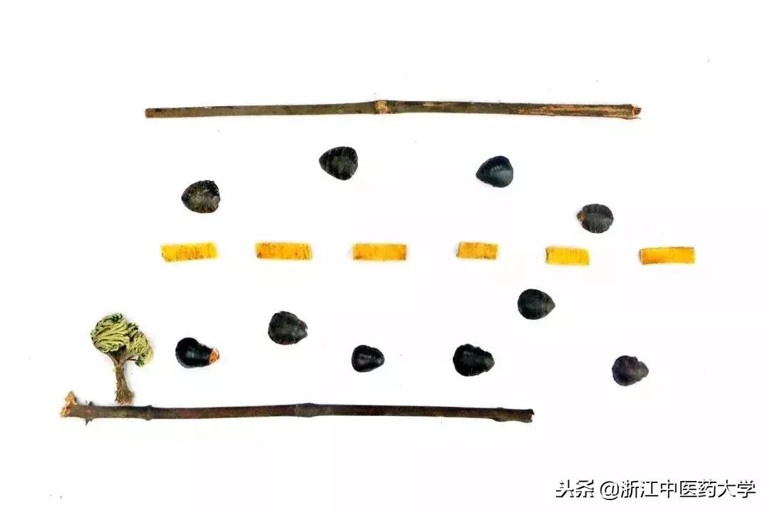 用镜头诉说中医药之美