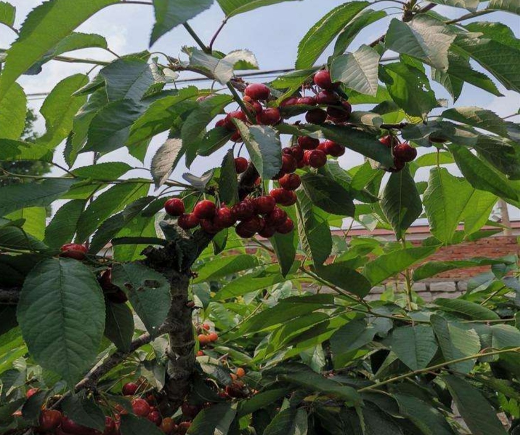 院子种水果陶冶情操,庭院最值得种的水果树