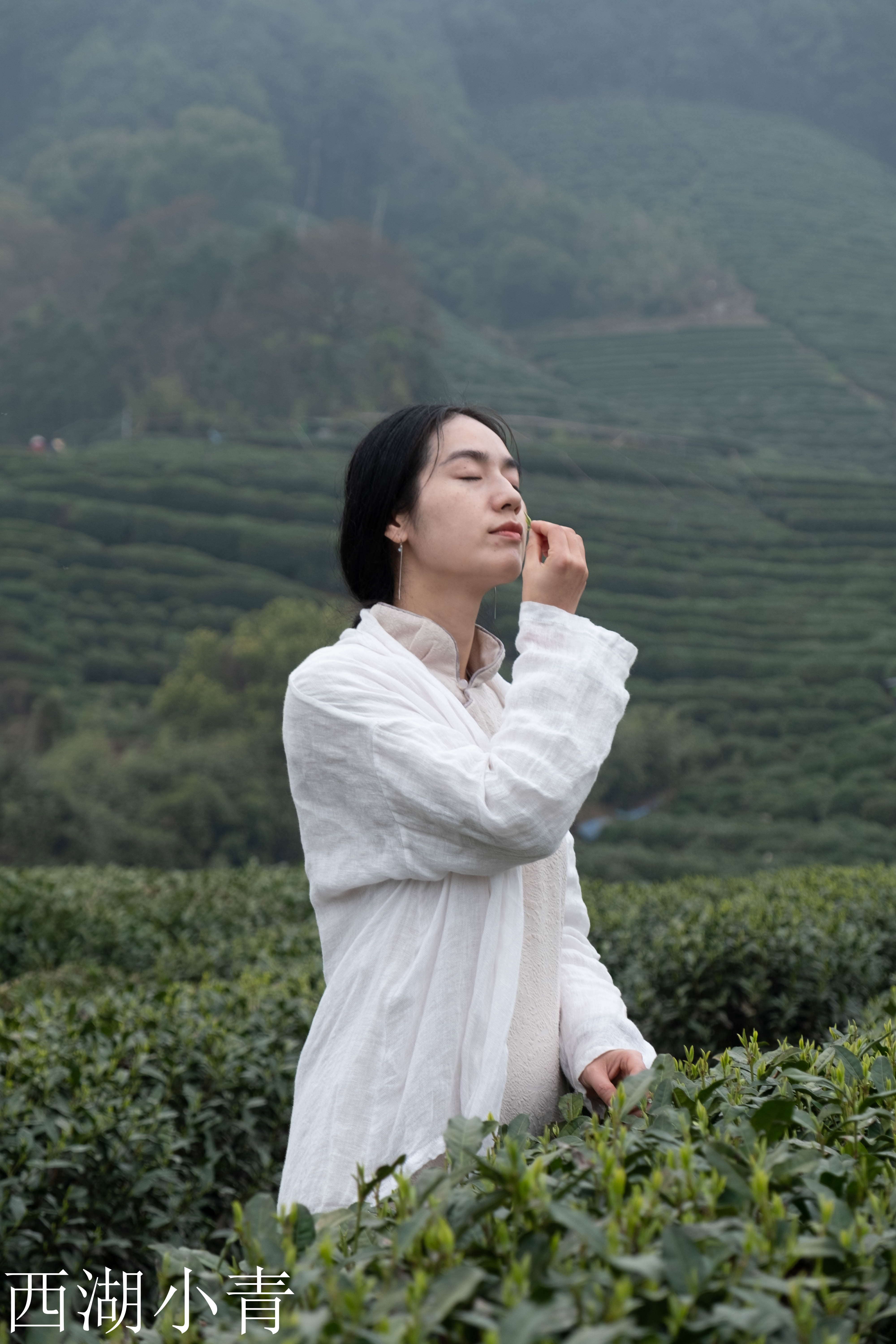 西湖龙井春茶季,龙井茶西湖明前春茶