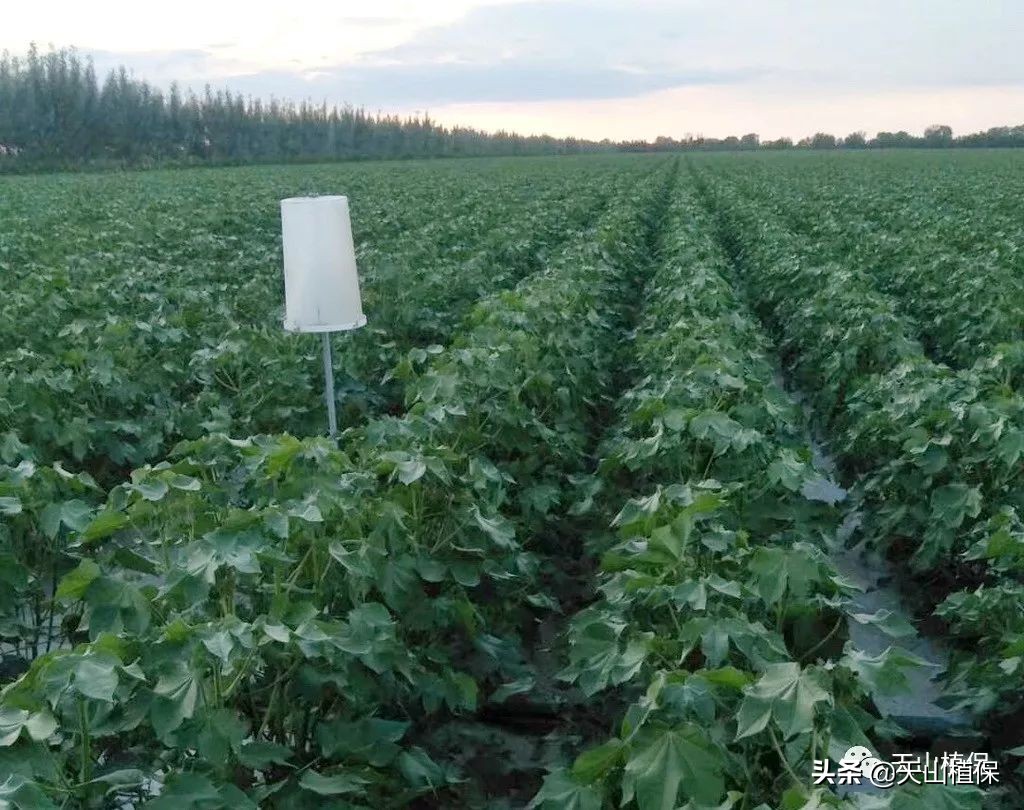 病虫害防治综述,病虫灾害防治