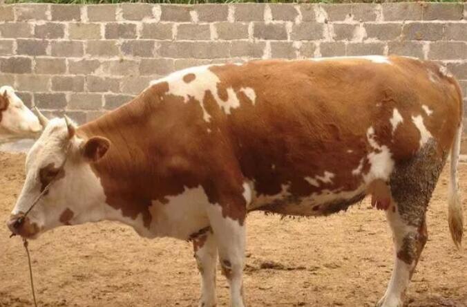 肉牛流行热症状与治疗,肉牛呼吸快喂什么药