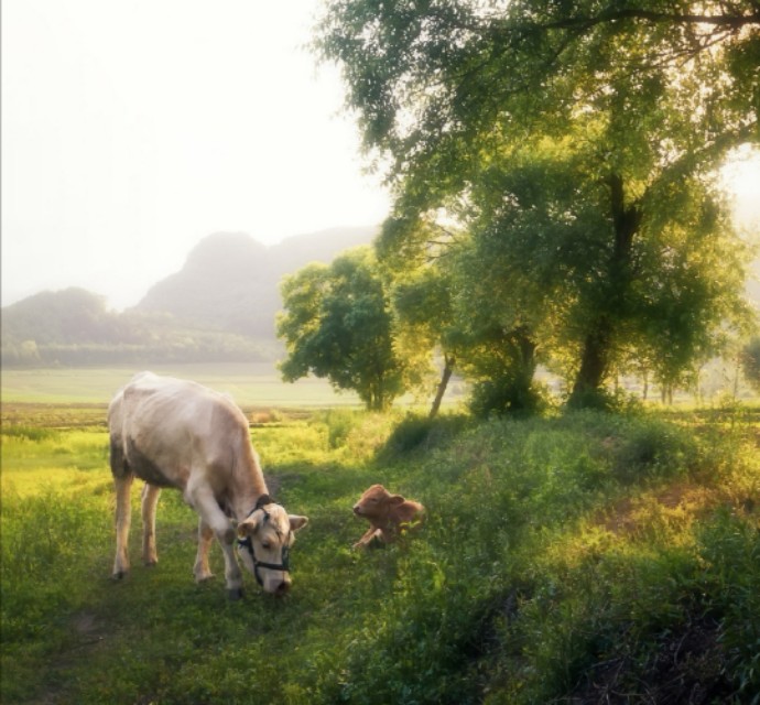 关于春草诗词,关于春草的诗句大全简单